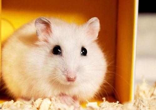 鼠鼠文学娱乐吃瓜酱